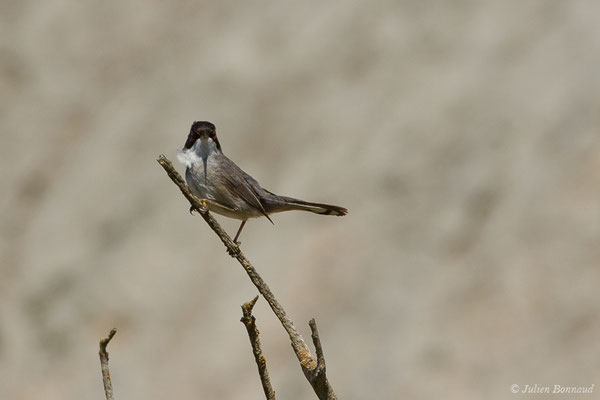 Fauvette mélanocéphale — Sylvia melanocephala (Gmelin, JF, 1789), (mâle adulte) (Bidart (64), France, le 22/05/2019)