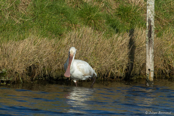 Spatule blanche — Platalea leucorodia Linnaeus, 1758, (juvénile) (marais de Séné (56), France, le 05/02/2018)