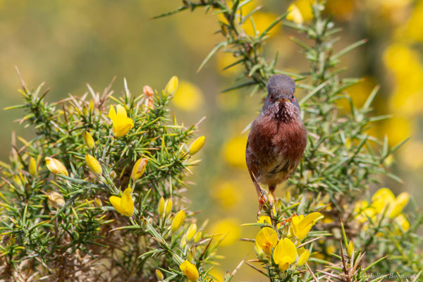 Fauvette pitchou — Curruca undata (Boddaert, 1783), (Saint-Martin-d'Oney (40), France, le 17/04/2025)