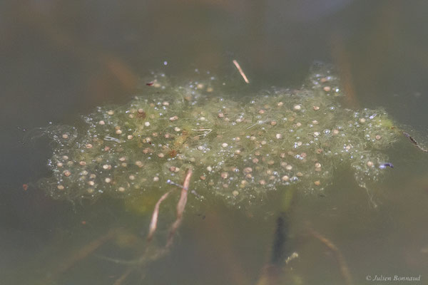 Grenouille de Graf — Pelophylax kl. grafi (Crochet, Dubois, Ohler & Tunner, 1995), (ponte), (Lons (64), France, le 29/04/2022)