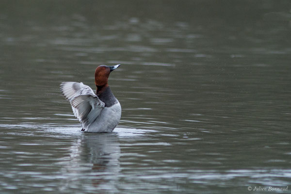Fuligule milouin – Aythya ferina (Linnaeus, 1758), (mâle en plumage nuptial) (Saligue d'Artix (64), France, le 29/12/2018)