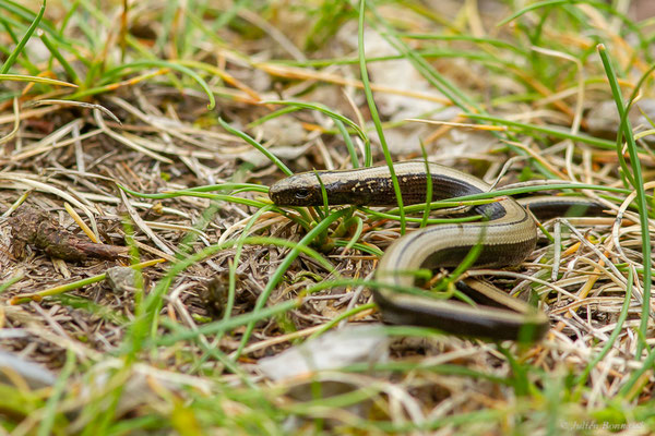 Orvet fragile — Anguis fragilis (Linnaeus, 1758), (juvénile), (Etsaut (64), France, le 12/06/2023)