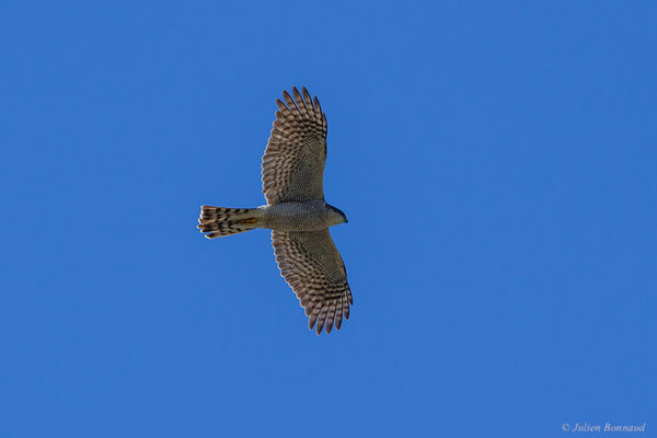 Épervier d'Europe — Accipiter nisus (Linnaeus, 1758), (Oualidia (Casablanca-Settat), Maroc, le 21/01/2023)