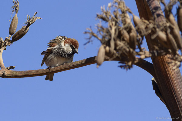 Moineau espagnol – Passer hispaniolensis (Temminck, 1820), (La Matilla, Fuerteventura, (Iles Canaries, Espagne), le 18/02/2022)