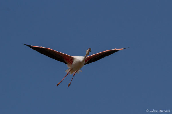 Flamant rose – Phoenicopterus roseus Pallas, 1811, (Ria Formosa (Faro), (Algarve), Portugal, le 01/09/2018)
