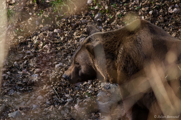 Ours brun – Ursus arctos Linnaeus, 1758, (adulte) (Parc'Ours, Borce (64), France, le 30/12/2019)