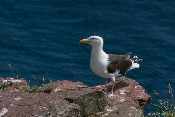 Goéland marin — Larus marinus Linnaeus, 1758, (Cap Fréhel, Plévenon (22), France, le 06/07/2021)