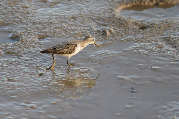 Bécasseau semipalmé — Calidris pusilla (Linnaeus, 1766), (adulte, plumage internuptial), (dégrad des Cannes, Guyane, le 17/11/2015)