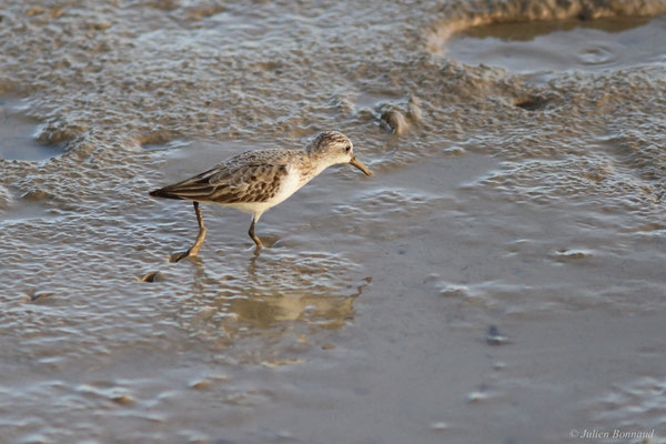 Bécasseau semipalmé — Calidris pusilla (Linnaeus, 1766)