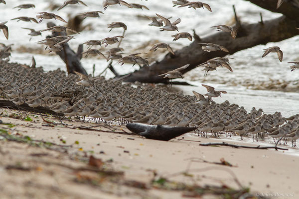Bécasseau semipalmé — Calidris pusilla (Linnaeus, 1766), (Mana, Guyane, le 27/04/2017)
