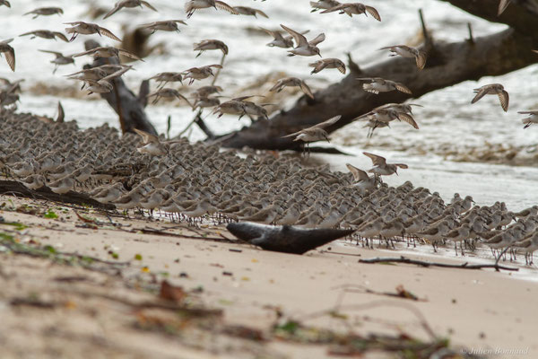 Bécasseau semipalmé — Calidris pusilla (Linnaeus, 1766)