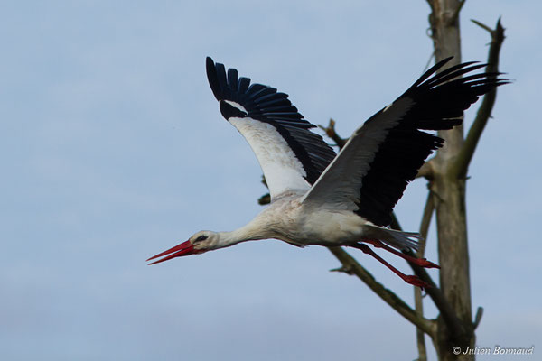 Cigogne blanche — Ciconia ciconia (Linnaeus, 1758), (adulte) (réserve ornithologique du Teich (33), France, le 24/01/2018)