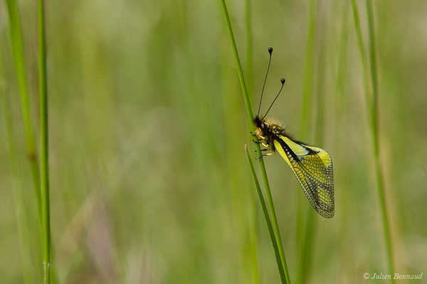 Ascalaphe soufré (Libelloides coccajus) (Pihourc, Saint-Godens (31), France, le 16/05/2019)