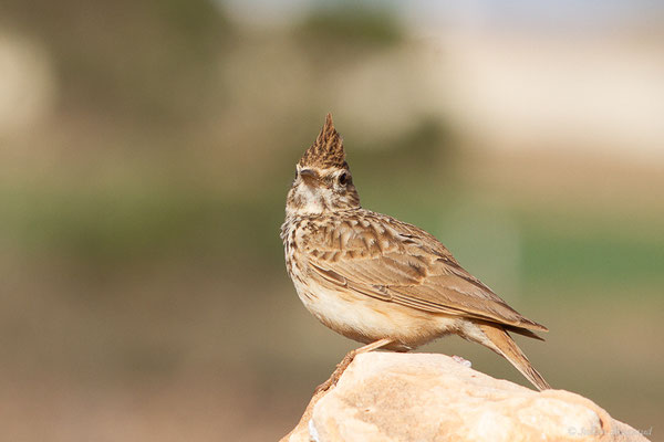 Cochevis de Thékla — Galerida theklae Brehm, AE, 1857, (Laazib (Guelmim-Oued Noun), Maroc, le 30/01/2023)