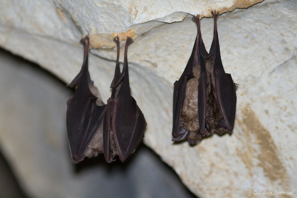 Grand rhinolophe – Rhinolophus ferrumequinum (Schreber, 1774), (Camous (65), France, le 09/03/2021)