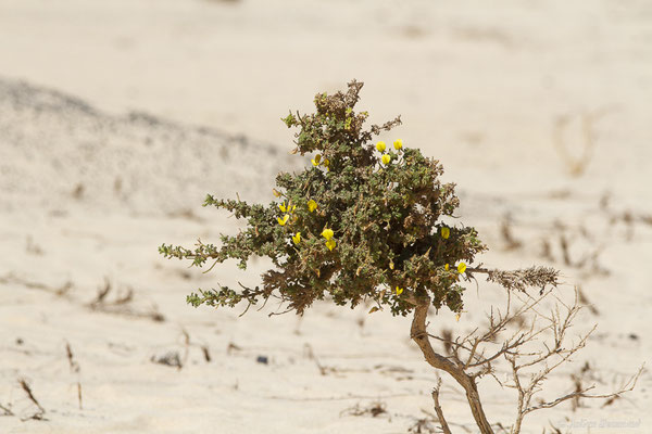 Ononis hesperia (Maire) Förther & Podlech, (Fuerteventura, (Iles Canaries, Espagne), le 02/2022)