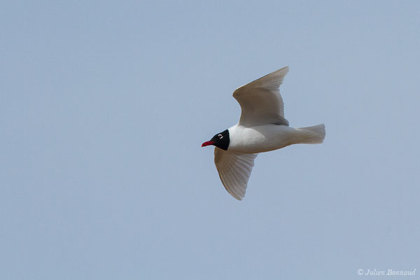 Mouette mélanocéphale — Ichthyaetus melanocephalus (Temminck, 1820), (Anglet (64), France, le 10/03/2020)