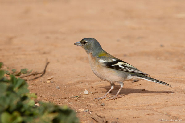 Pinson africain — Fringilla spodiogenys (Bonaparte, 1841), (mâle adulte), (Ouzoud (Béni Mellal-Khénifra), Maroc, le 20/02/2023)