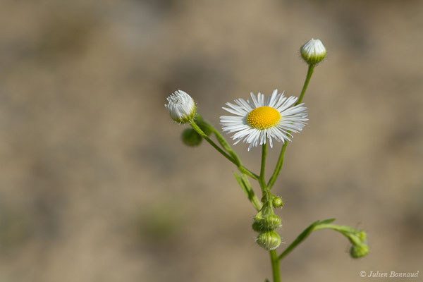 Vergerette annuelle, Érigéron annuel — Erigeron annuus (L.) Desf., 1804, (Lacq (64), France, le 25/06/2019)