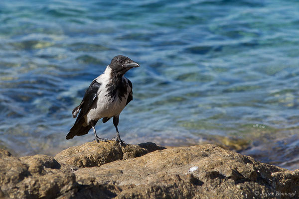 Corneille mantelée — Corvus cornix Linnaeus, 1758, (L'Île-Rousse (2B), France, le 13/09/2019)