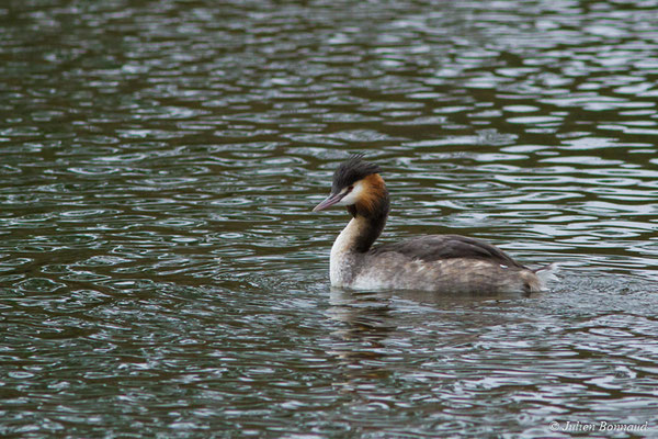 Grèbe huppé — Podiceps cristatus (Linnaeus, 1758), (adulte en plumage nuptial) (réserve ornithologique du Teich (33), France, le 23/01/2018)