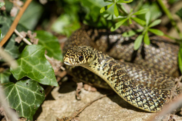 Couleuvre verte et jaune — Hierophis viridiflavus (Lacepède, 1789), (adulte) (Adé (65), France, le 20/05/2021)