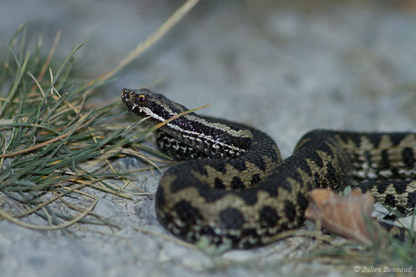 Vipère aspic – Vipera aspis (Linnaeus, 1758), (Station de ski de Gourette, Eaux-Bonnes, France, 14/09/2020)