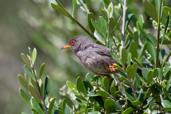 Fauvette des Baléares — Curruca balearica (von Jordans, 1913)