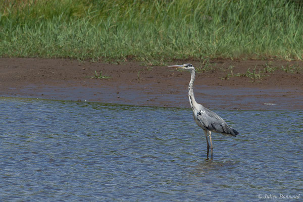 Héron cendré — Ardea cinerea Linnaeus, 1758, (juvénile) (Braud-et-Saint-Louis (33), France, le 04/07/2018)