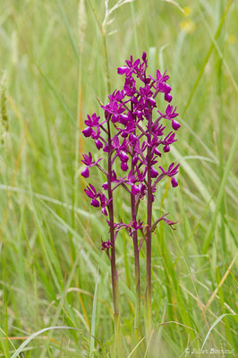Orchis à fleurs lâches — Anacamptis laxiflora (Lam.) R.M.Bateman, Pridgeon & M.W.Chase, 1997