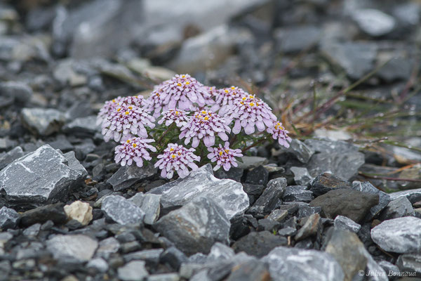 Ibéris spatulé – Iberis spathulata DC., 1805, (Station de ski de Gourette, Eaux Bonnes (65), France, le 15/06/2020)