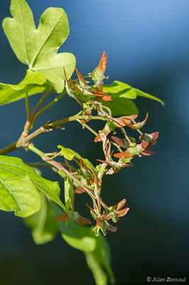 Érable champêtre — Acer campestre L., 1753, (Loubieng (64), France, le 29/04/2020)