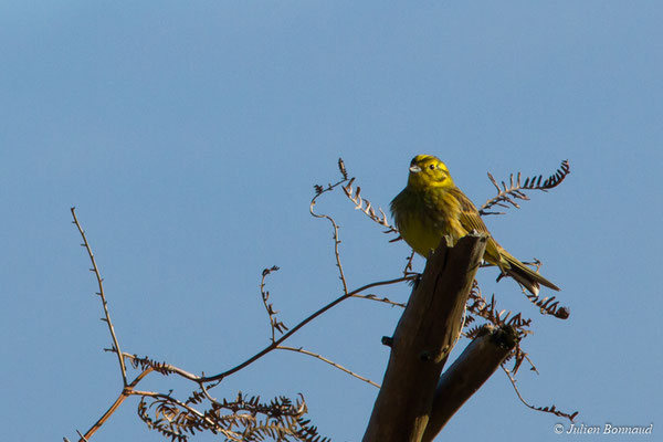 Bruant jaune — Emberiza citrinella Linnaeus, 1758, (Malguénac (56), France, le 17/02/2017)