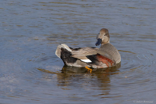 Canard chipeau — Mareca strepera (Linnaeus, 1758), (mâle en plumage nuptial), (Parc écologique Plaiaundi, Irun (Pays basque), Espagne, le 11/11/2025)