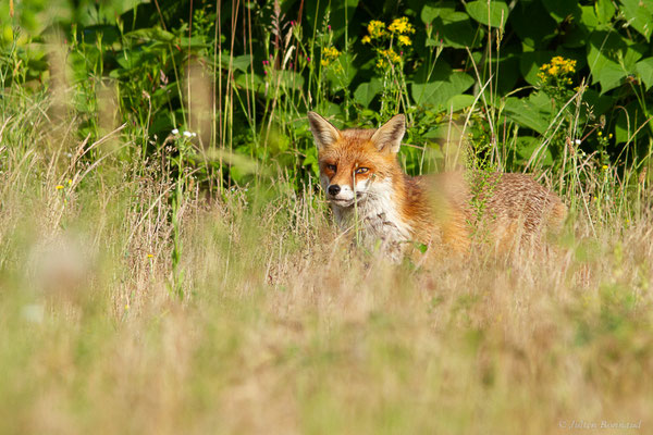 Renard roux — Vulpes vulpes (Linnaeus, 1758), (Mourenx (64), France, le 01/06/2022)