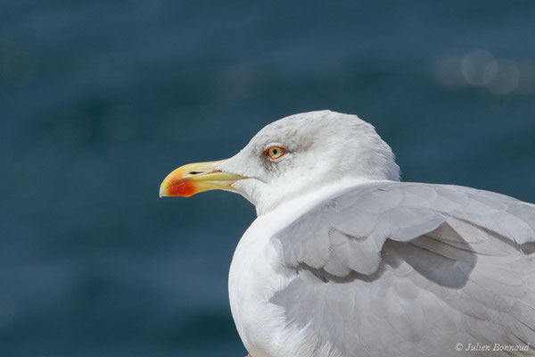 Goéland leucophée — Larus michahellis Naumann, JF, 1840, (Sagres (Vila do Bispo), Algarve (Portugal), le 29/08/2018)