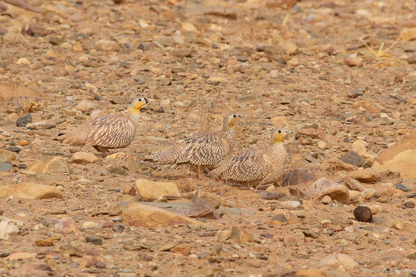Ganga couronné — Pterocles coronatus Lichtenstein, 1823, (Parc national d'Iriqui (Souss-Massa-Draâ, Guelmim-Es Semara), Maroc, le 12/02/2023)