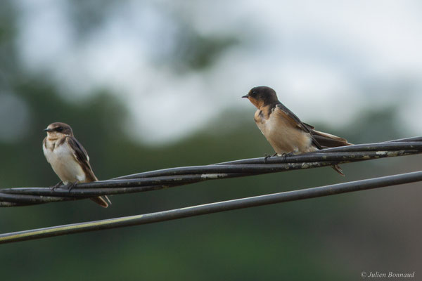 Hirondelle rustique — Hirundo rustica Linnaeus, 1758