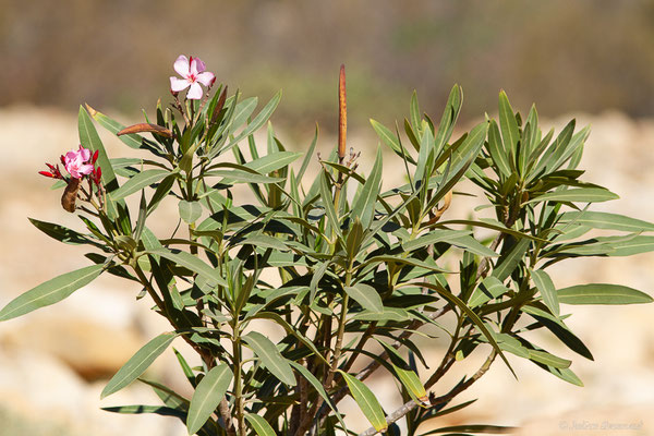 Laurier rose — Nerium oleander L., 1753, (Marrakech-Tensift-Al Haouz), Maroc, le 25/01/2023)