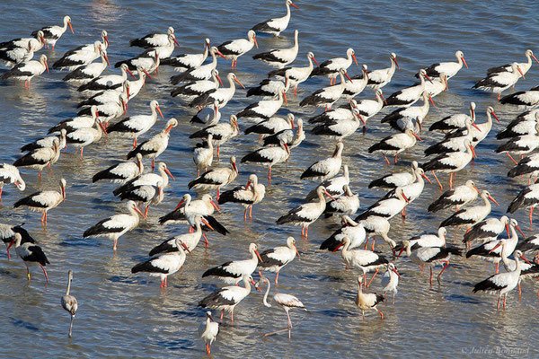 Cigogne blanche — Ciconia ciconia (Linnaeus, 1758), (Tétouan (Tanger-Tétouan-Al Hoceïma), Maroc, le 27/09/2023)