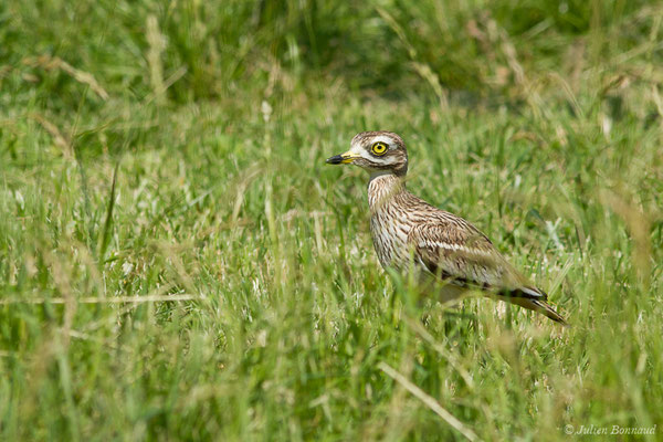 Œdicnème criard — Burhinus oedicnemus (Linnaeus, 1758), (Zoodycée, Chizé (79), France, le 12/06/2021)
