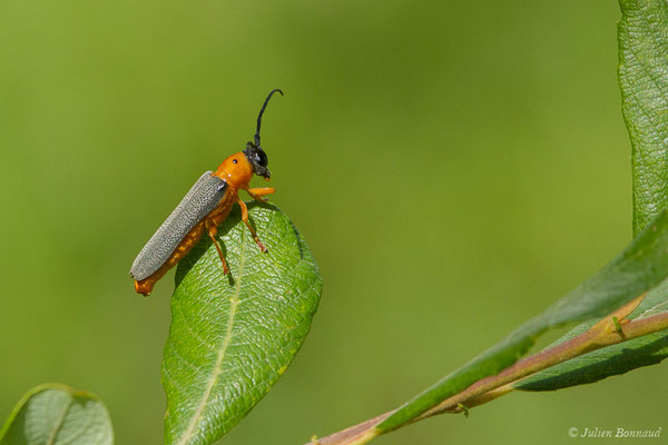 Obérée ocellée – Oberea oculata (Linnaeus, 1758), (Pau (64), France, le 05/07/2019)