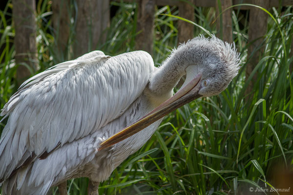 Pélican frisé — Pelecanus crispus Bruch, 1832, (Par animalier des Pyrénées, Argelès-Gazost (65), France, le 30/05/2021)