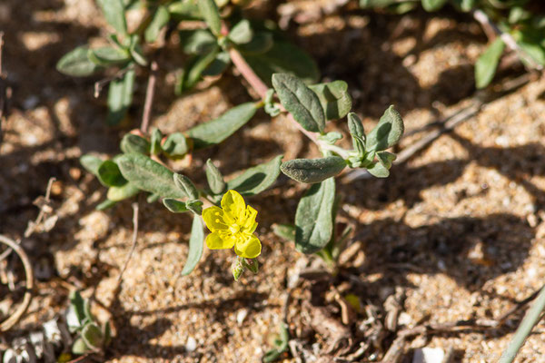 Helianthemum stipulatum (Forssk.) C. Chr., (Parc national Souss Massa (réserve des gazelles), Maroc, le 30/01/2023)