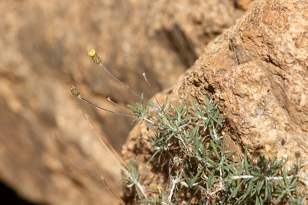 Phagnalon des rochers — Phagnalon saxatile (L.) Cass., 1819, (Tafraoute, (Souss-Massa), Maroc, le 05/02/2023)