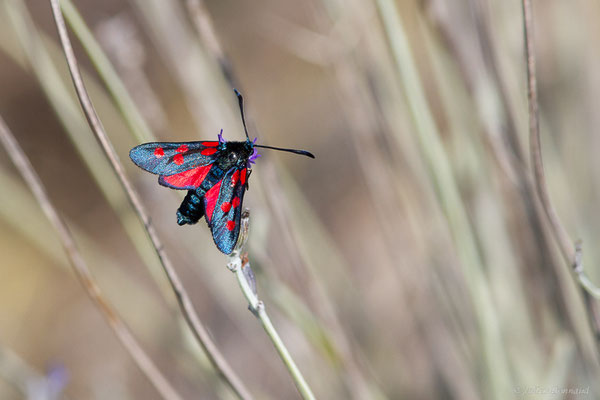 Zygène du trèfle — Zygaena trifolii (Esper, 1783), (Leucate (11), France, le 24/09/2024)