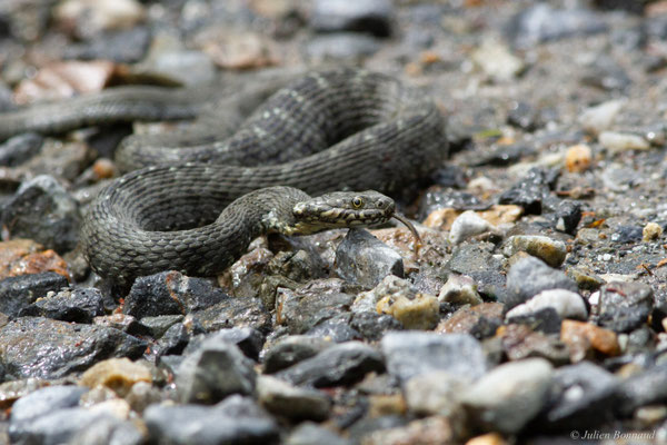 Couleuvre vipérine — Natrix maura (Linnaeus, 1758)
