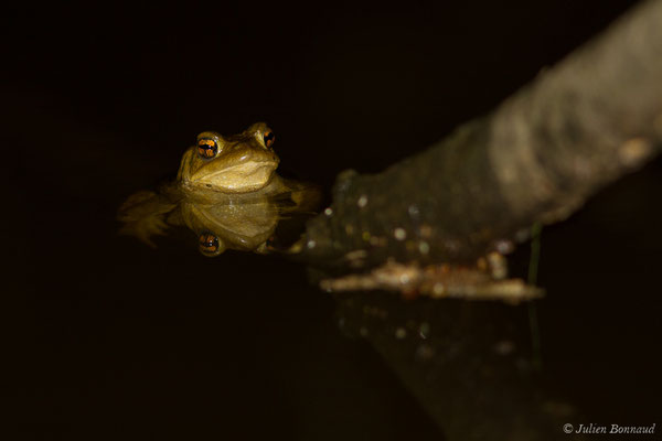 Crapaud épineux — Bufo spinosus (Daudin, 1803), (Duhort-Bachen (40), France, le 13/01/2019) 