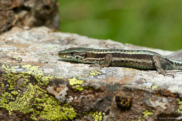 Lézard du Val d'Aran — Iberalacerta aranica (Arribas, 1993)