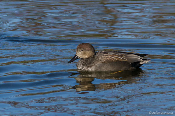 Canard chipeau — Mareca strepera (Linnaeus, 1758), (mâle en plumage nuptial) (Parc écologique Plaiaundi, Irun, Espagne, le 20/12/2020)